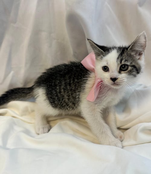FIVARA - Domestic Short Hair available for adoption