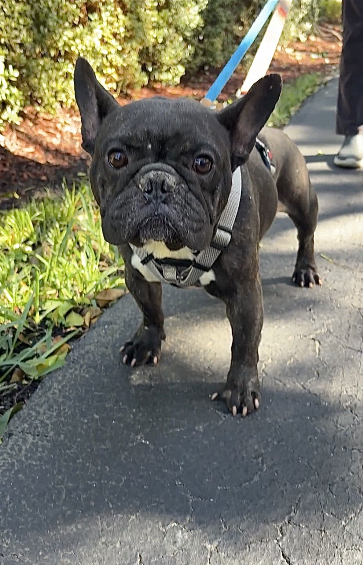 THOR - French Bulldog available for adoption