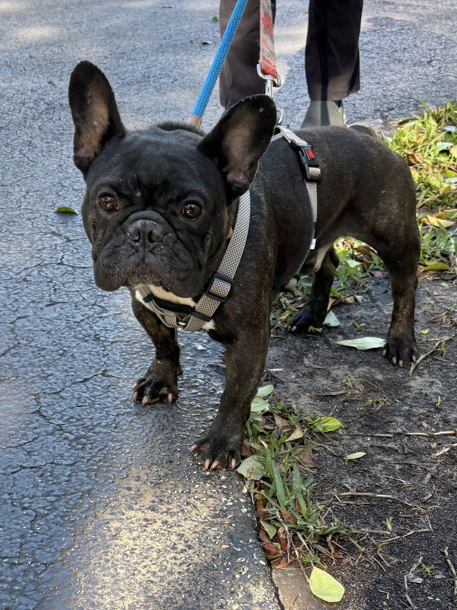 THOR - French Bulldog available for adoption