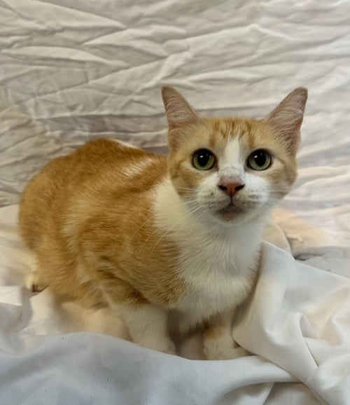 BELLA - Tabby available for adoption