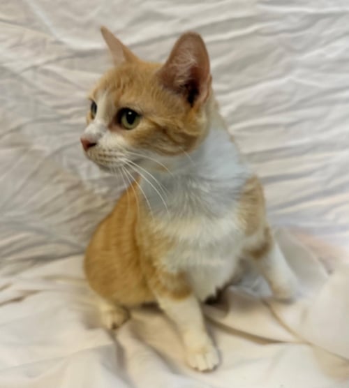 BELLA - Tabby available for adoption