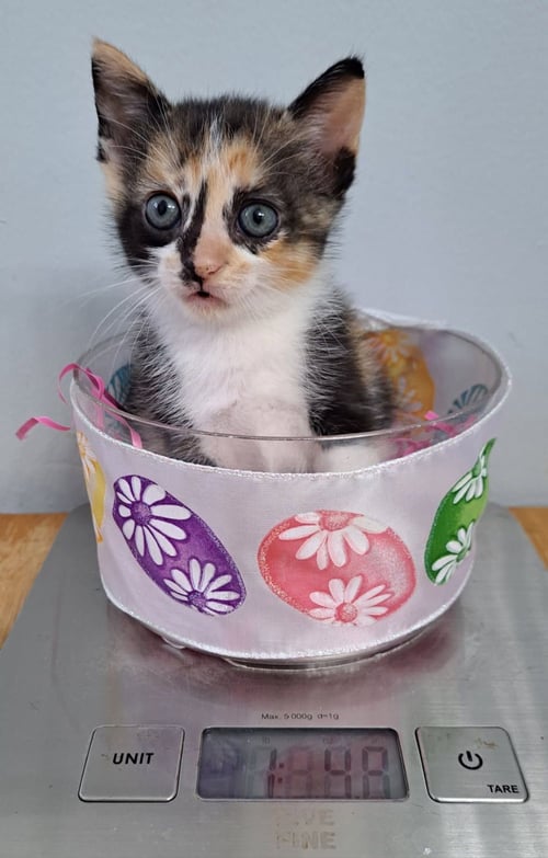 ARTEMIS