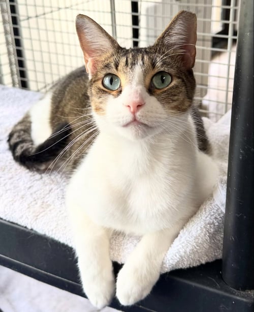 JUNIOR 2 - Domestic Short Hair available for adoption