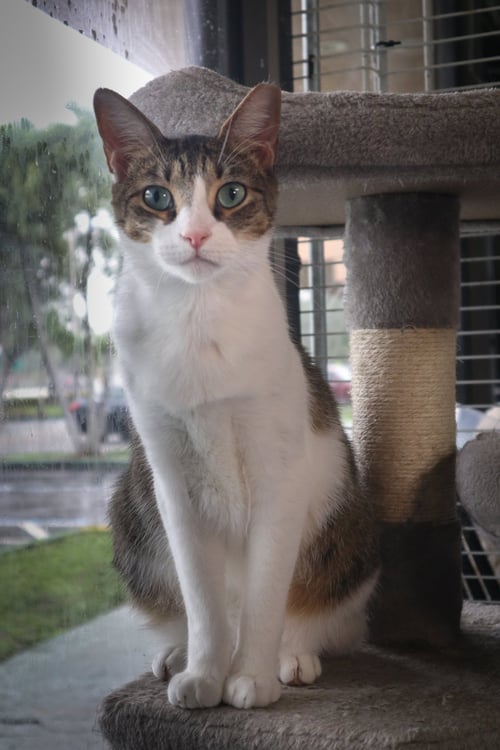 JUNIOR 2 - Domestic Short Hair available for adoption