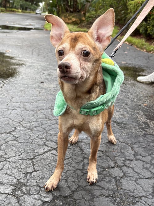 FRANKIE - Terrier available for adoption