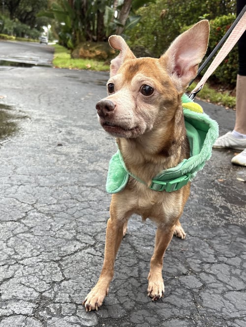 FRANKIE - Terrier available for adoption