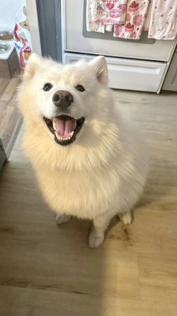 ANASTASIA - Samoyed available for adoption