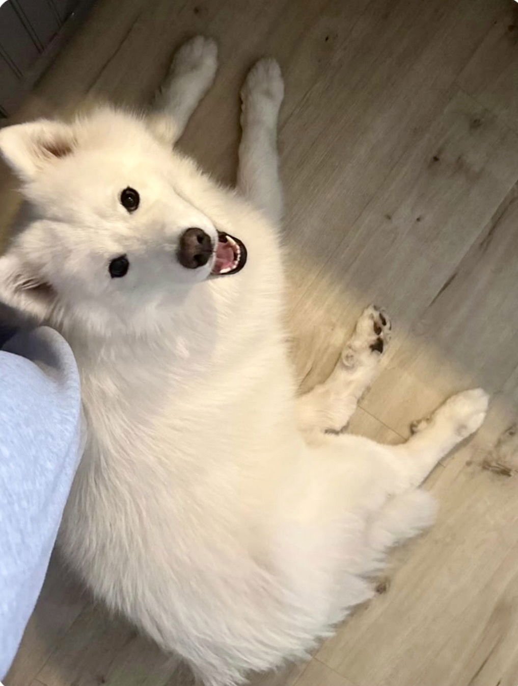 ANASTASIA - Samoyed available for adoption