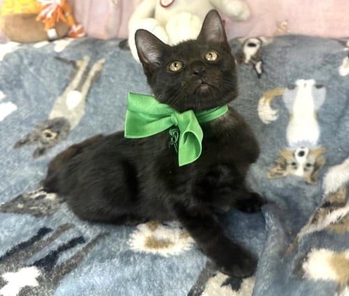 ANDREI - American Shorthair available for adoption