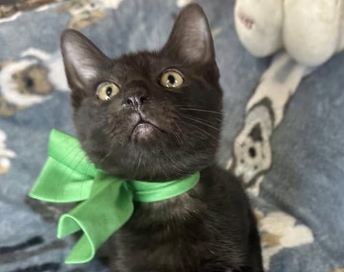 ANDREI - American Shorthair available for adoption