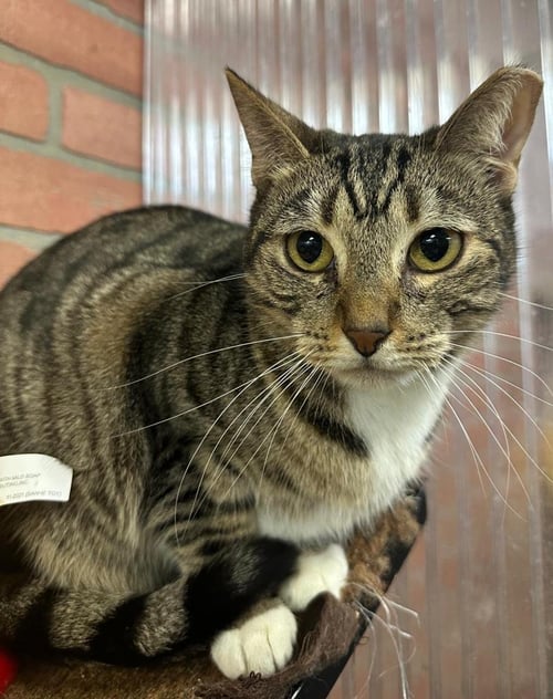 MYSTERY - Domestic Short Hair available for adoption
