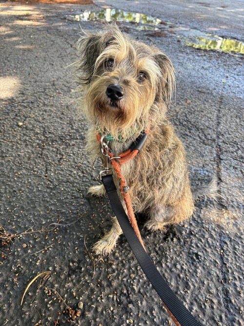 MARTIN - Terrier available for adoption