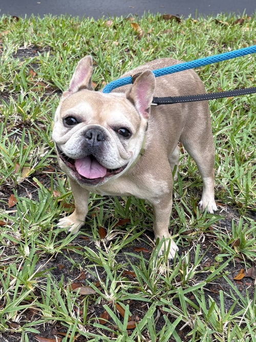 PAULINE - French Bulldog available for adoption