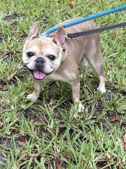 PAULINE - French Bulldog available for adoption