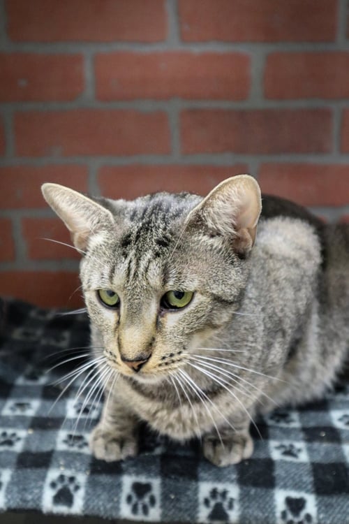 PLUTO - Domestic Short Hair available for adoption
