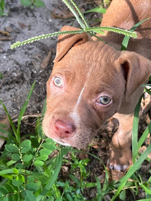 MALCOM - Terrier available for adoption
