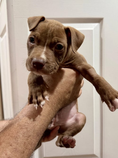 MALCOM - Terrier available for adoption