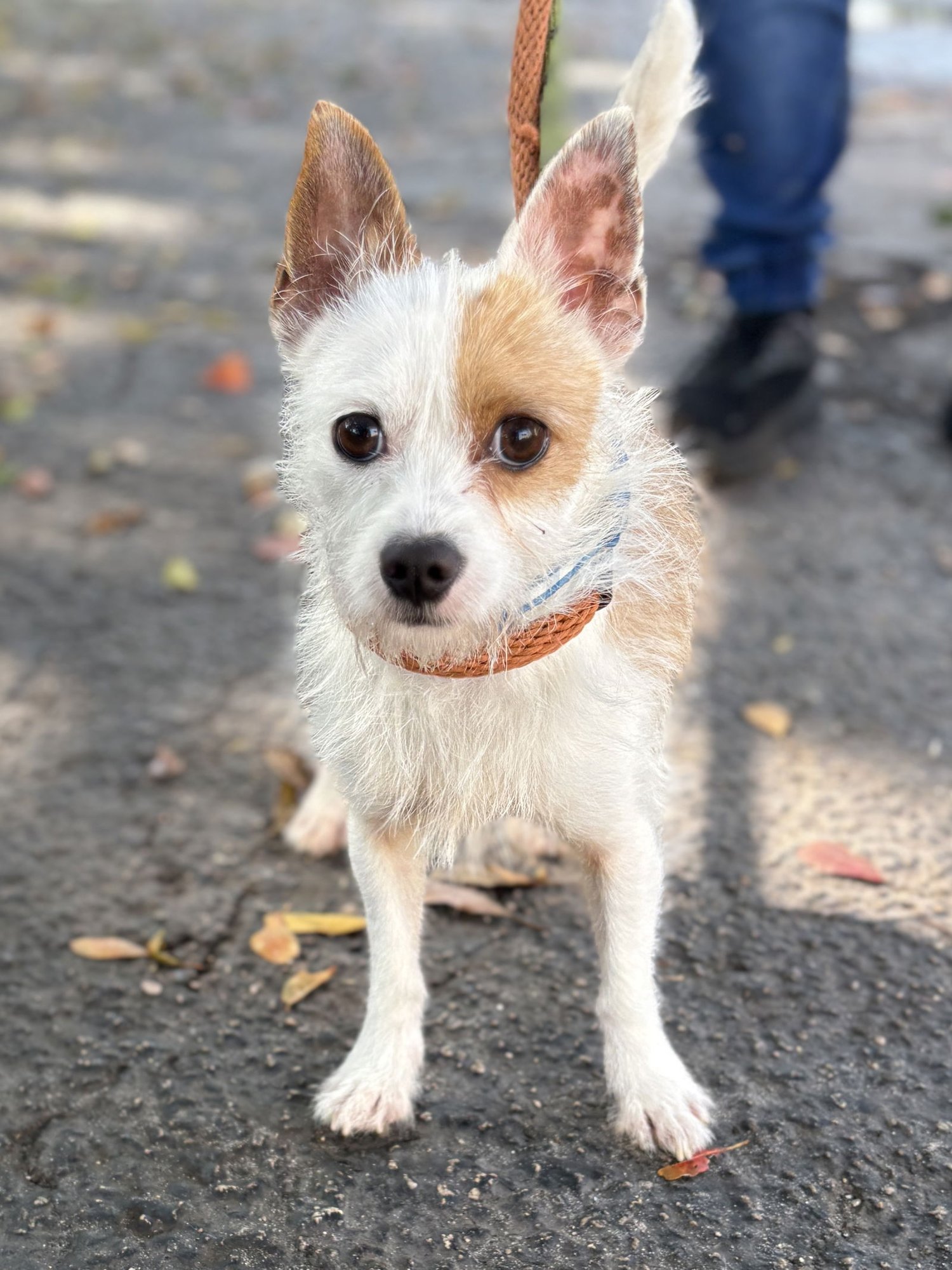 OLIVER - Terrier available for adoption