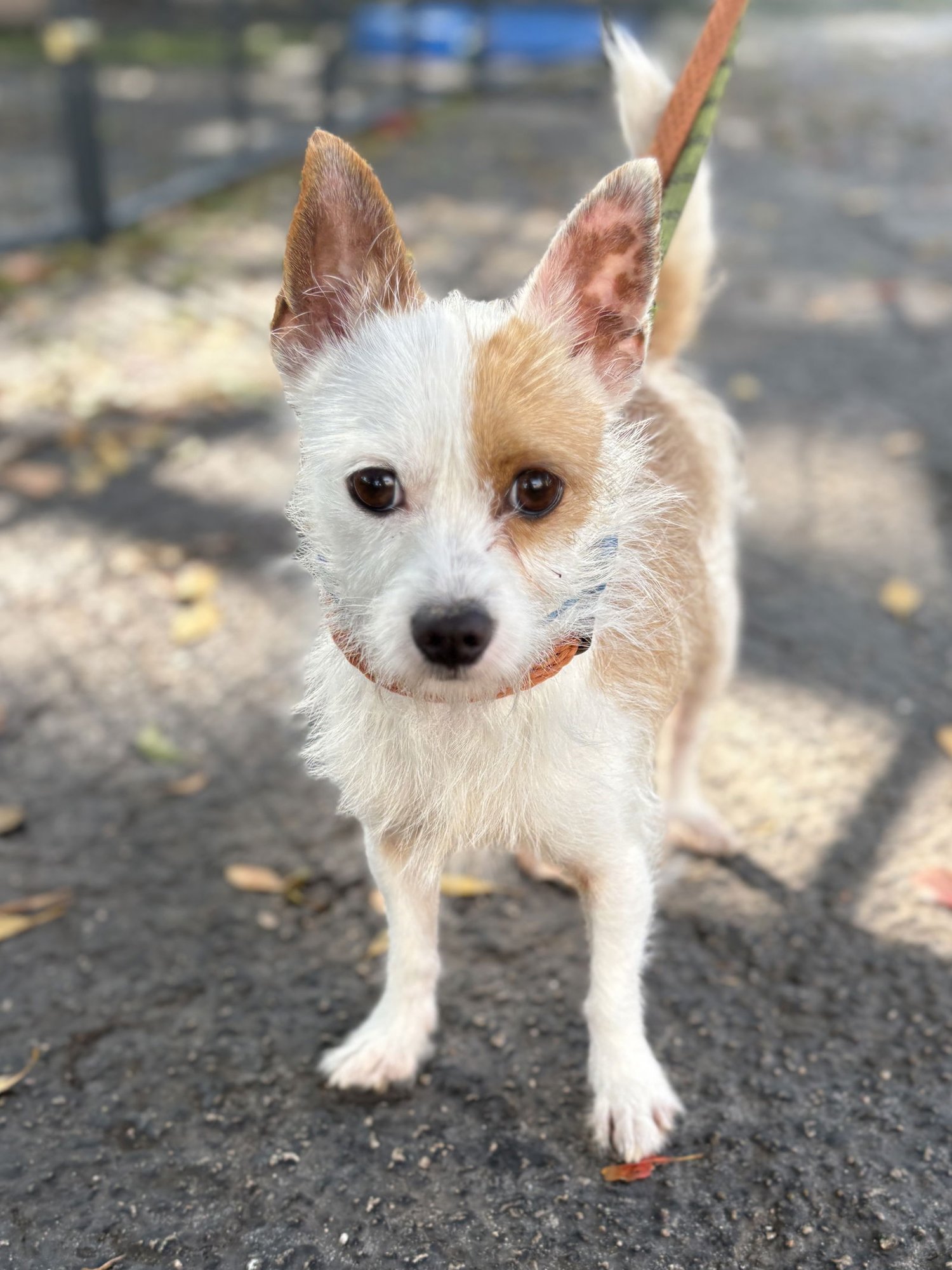 OLIVER - Terrier available for adoption