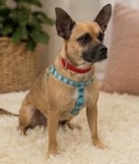 PRISCILLA - Photo 2