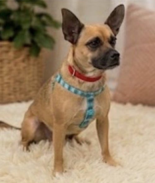 PRISCILLA - Terrier available for adoption