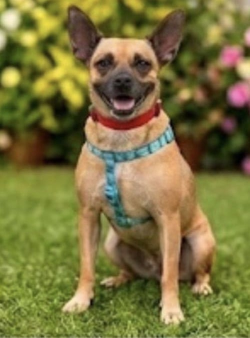 PRISCILLA - Terrier available for adoption