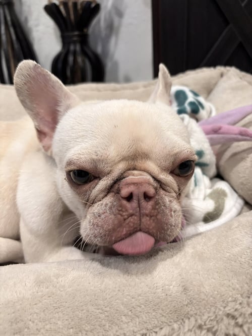 SIMBA - French Bulldog available for adoption