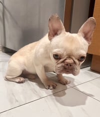 simba - Photo 3