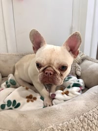 simba - Photo 4