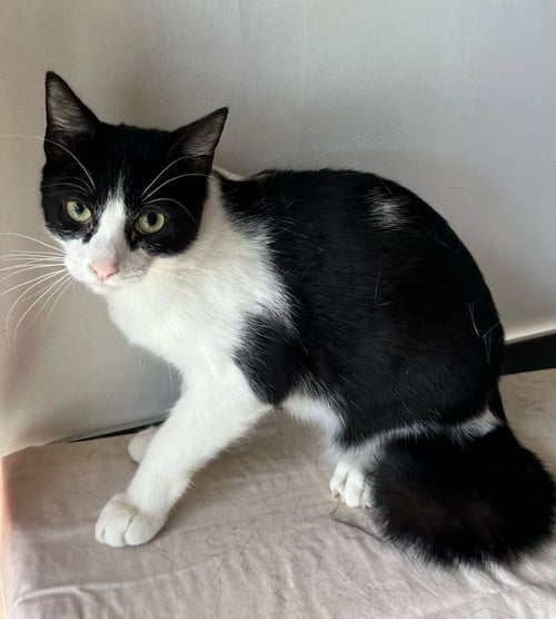 KIERAN - Domestic Short Hair available for adoption