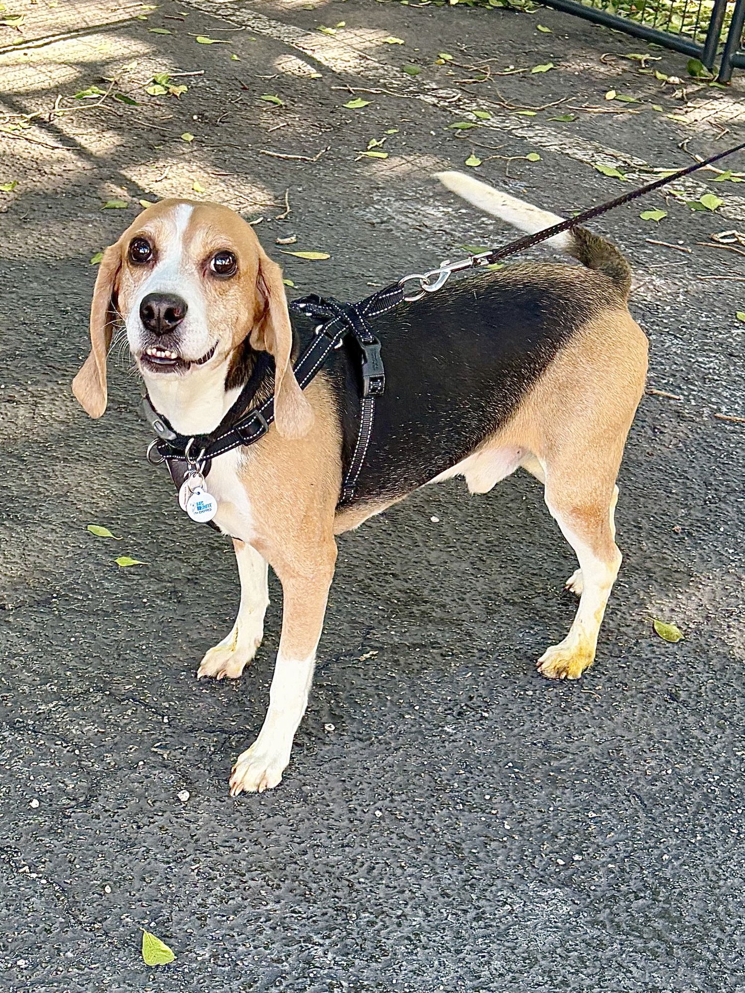 JACKSON - Beagle available for adoption