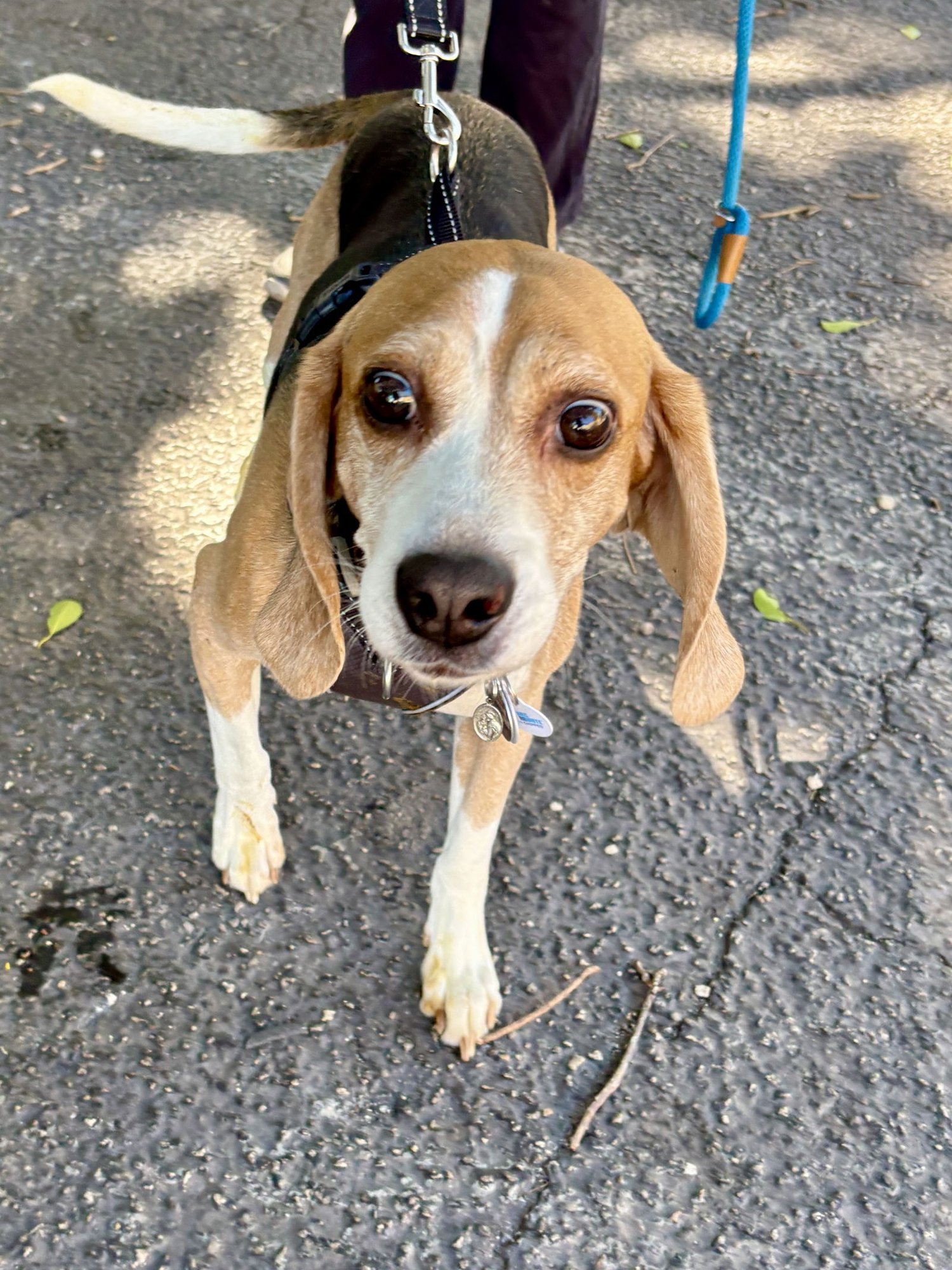 JACKSON - Beagle available for adoption