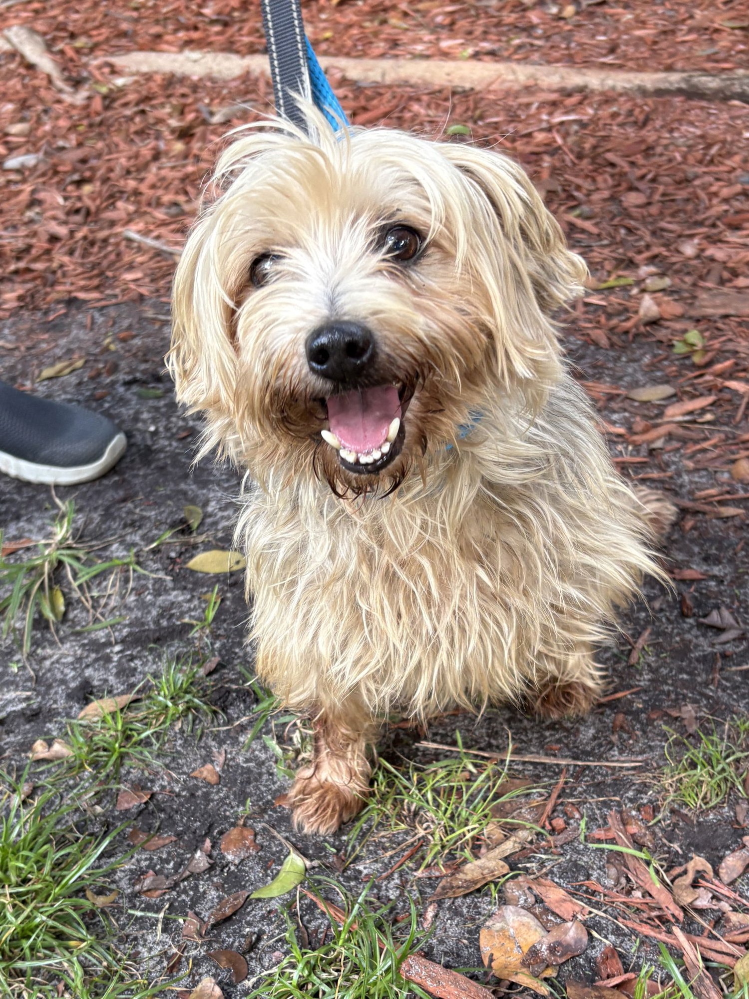WILLIAM - Yorkshire Terrier Yorkie available for adoption