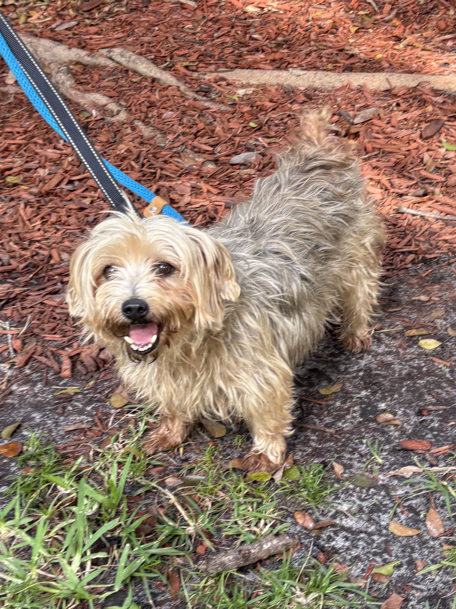 WILLIAM - Yorkshire Terrier Yorkie available for adoption