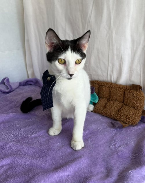TADEO - Domestic Short Hair available for adoption