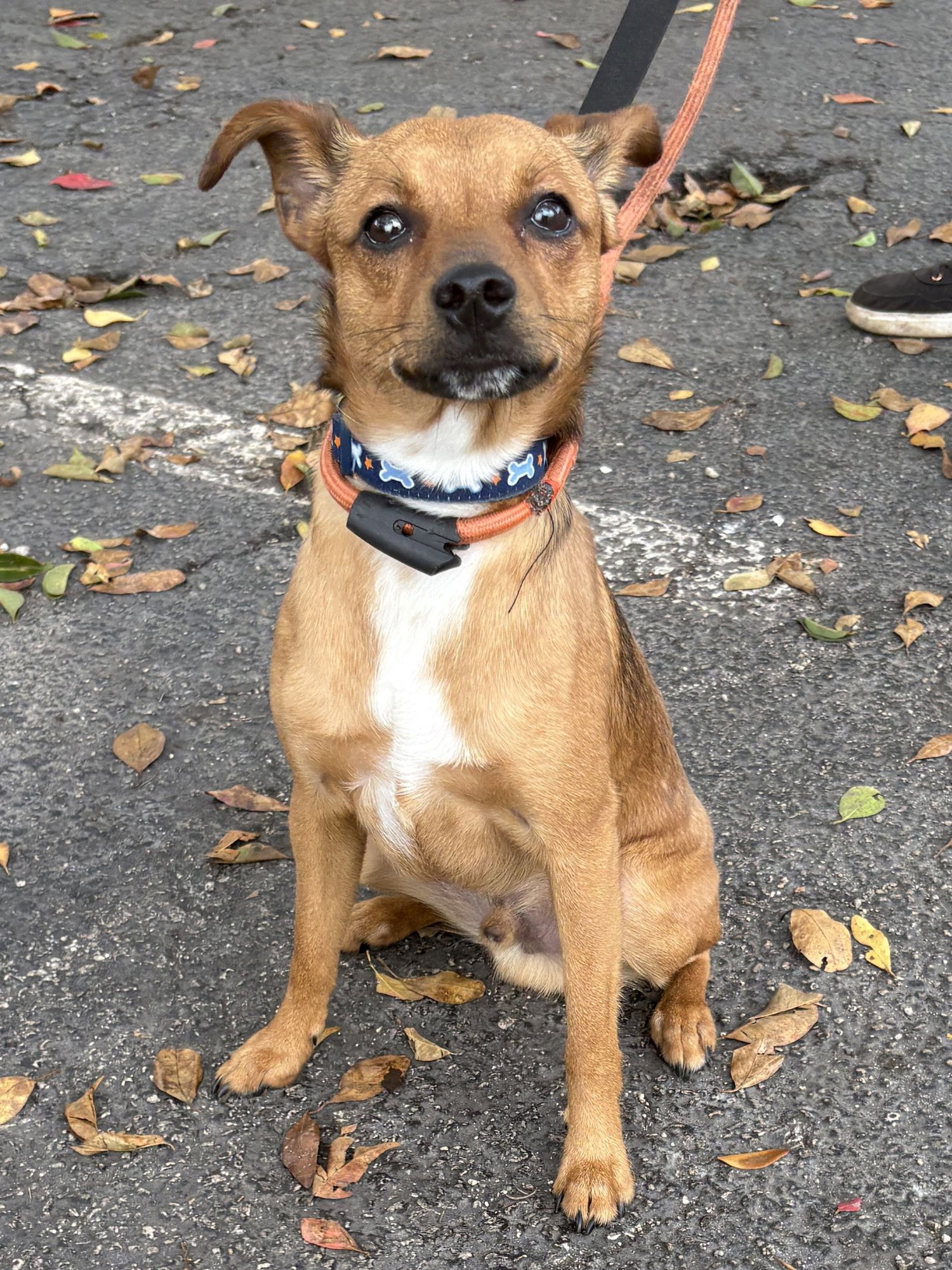 MILO - Terrier available for adoption