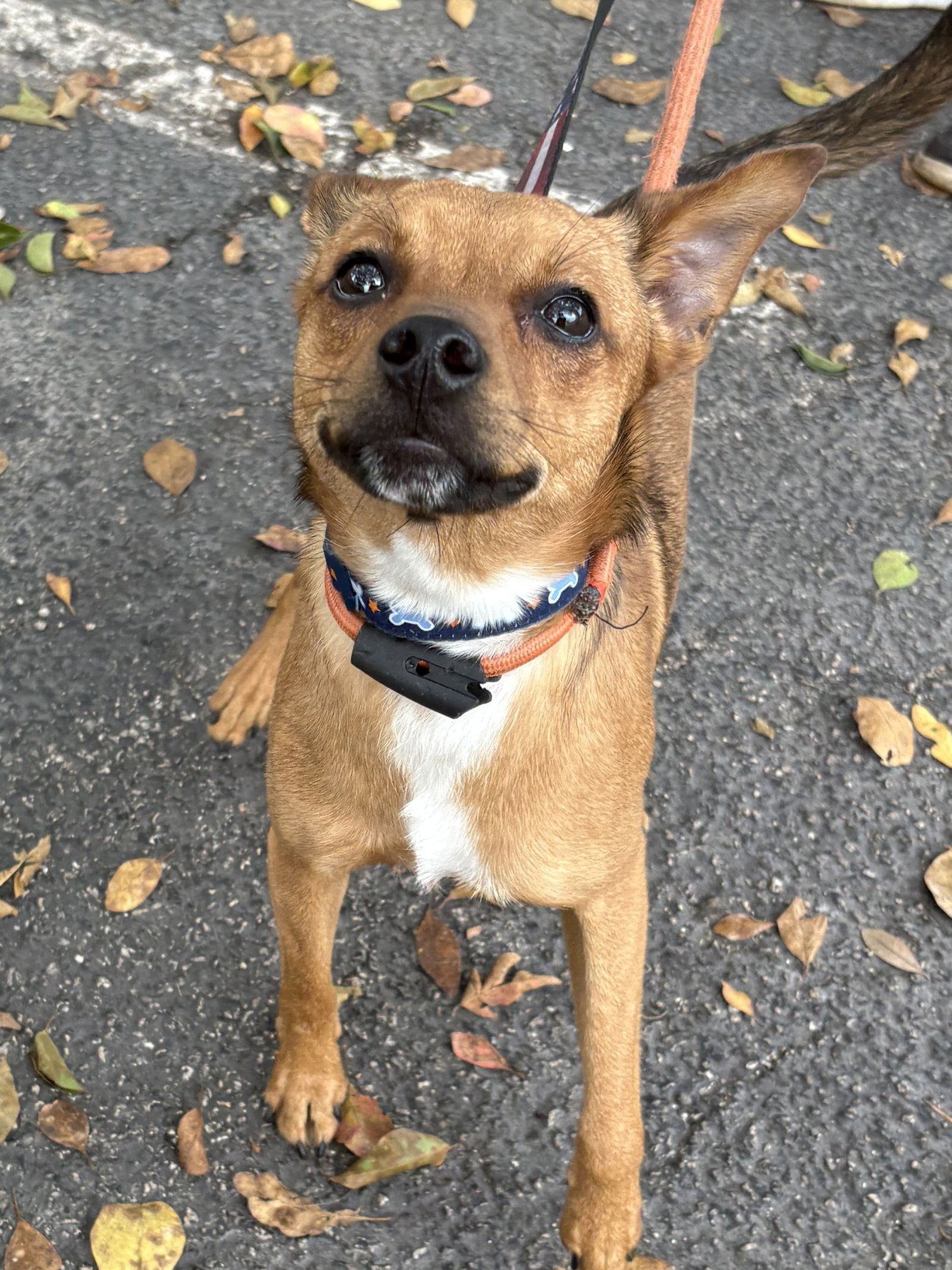 MILO - Terrier available for adoption