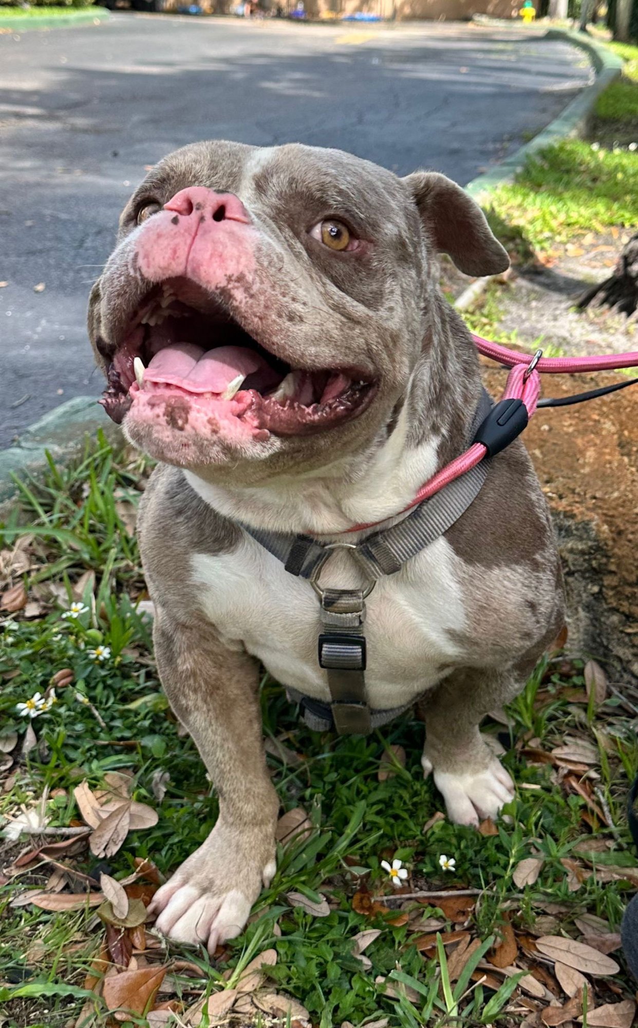 TRON - Bulldog available for adoption