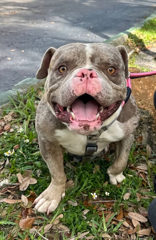 TRON - Bulldog available for adoption