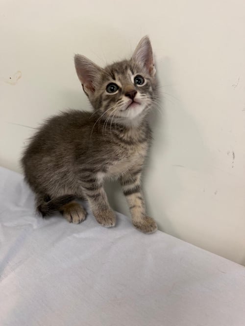 MAURICIO - Domestic Short Hair available for adoption