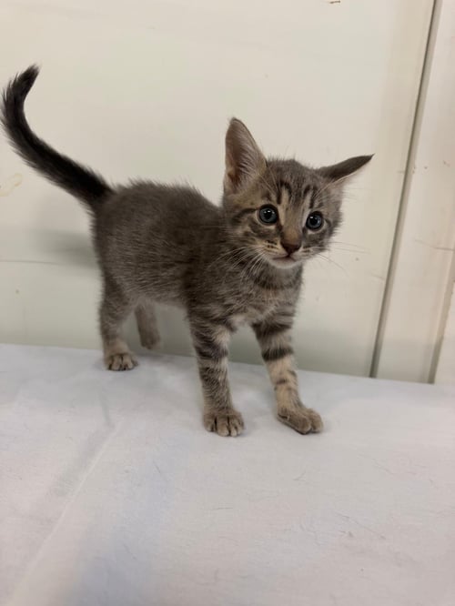 MAURICIO - Domestic Short Hair available for adoption