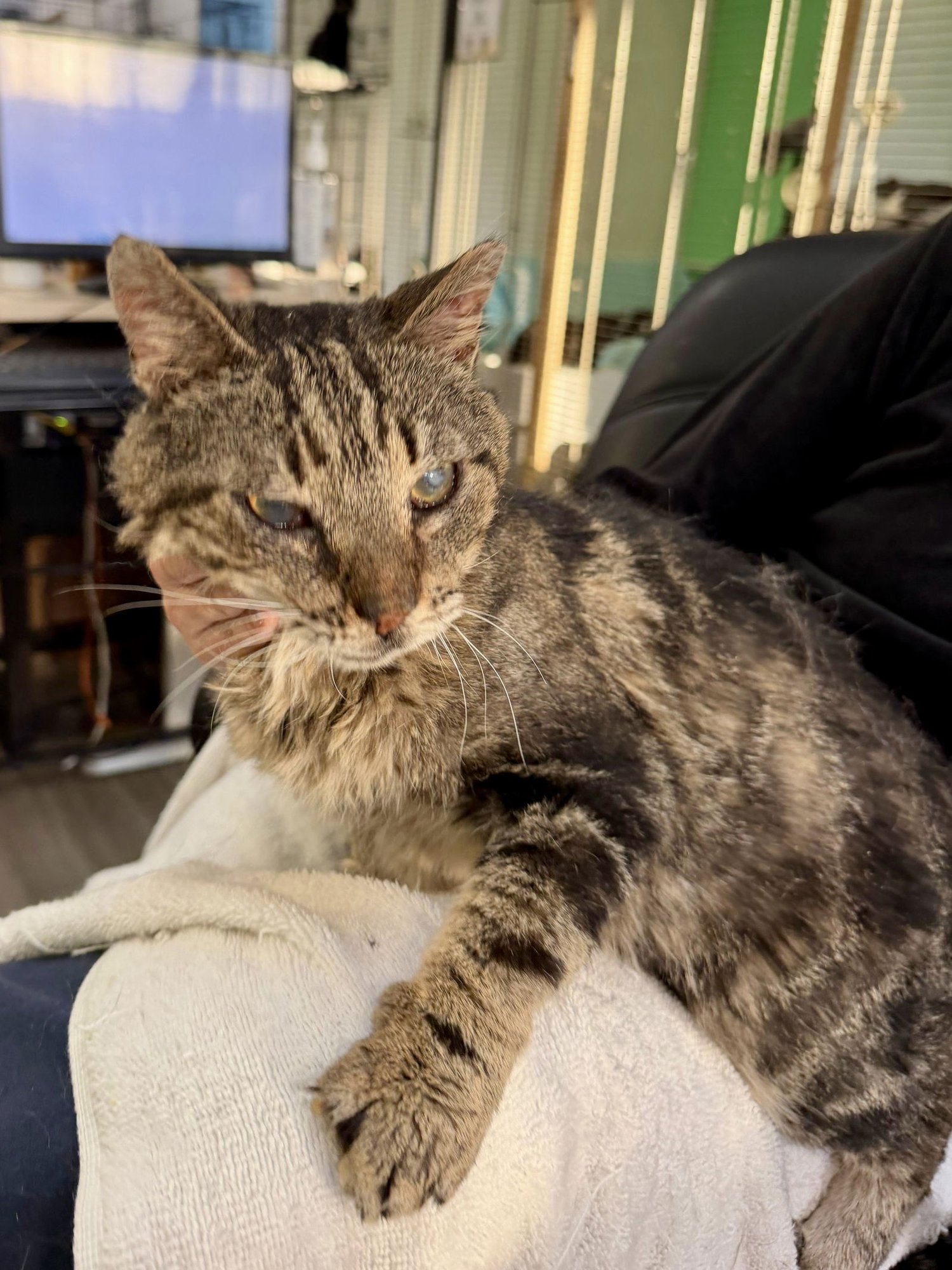 SABRINO - Domestic Short Hair available for adoption