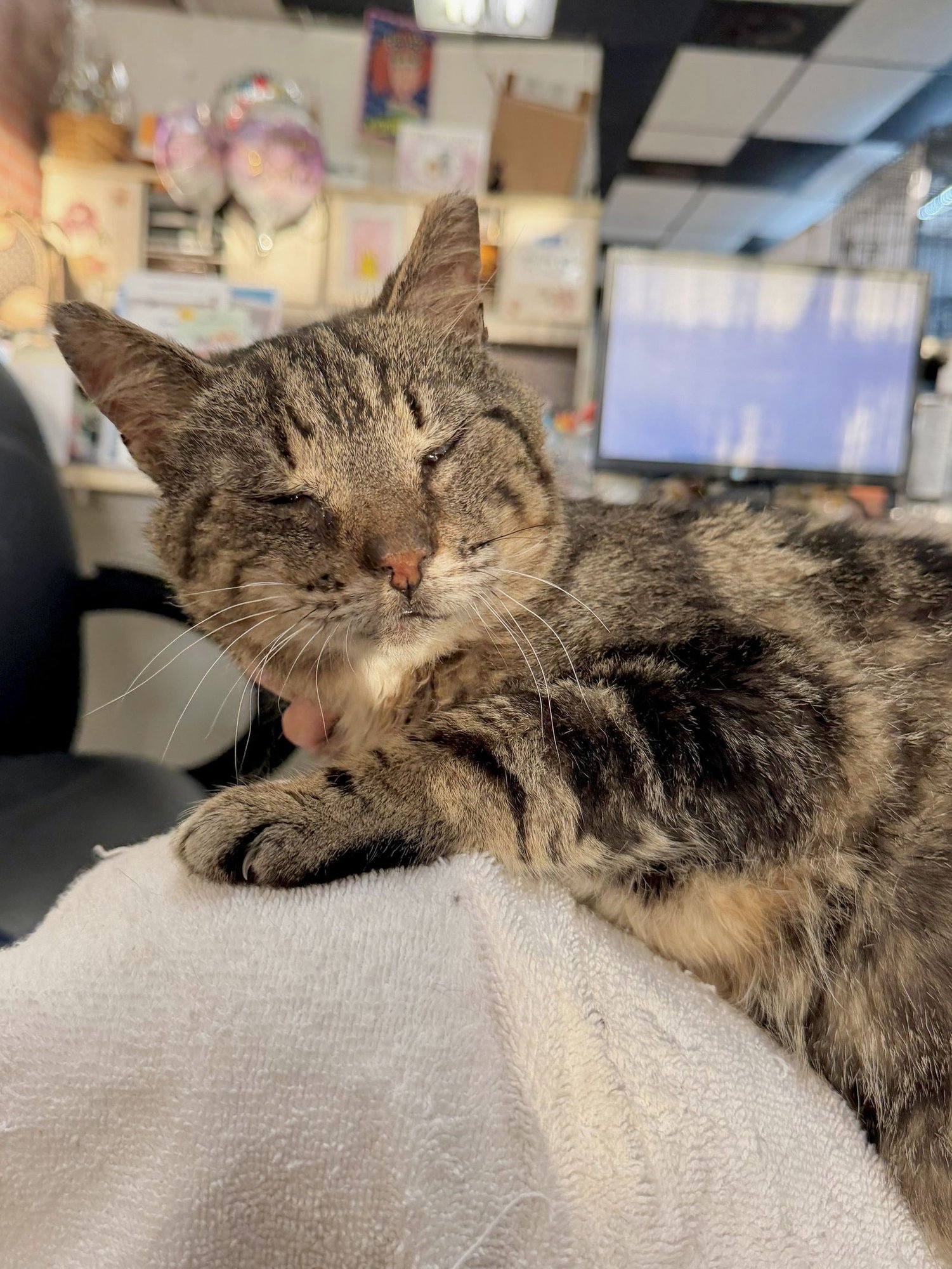 SABRINO - Domestic Short Hair available for adoption