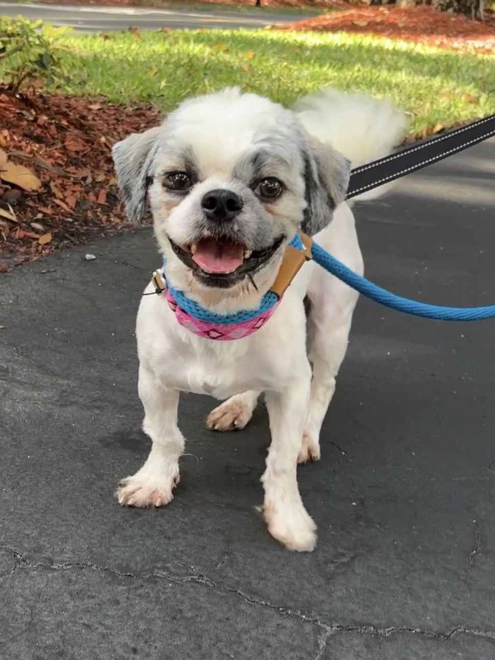 MURPHY - Shih Tzu available for adoption