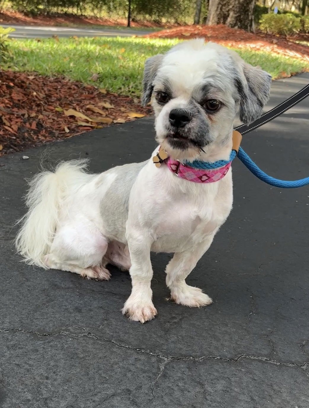 MURPHY - Shih Tzu available for adoption