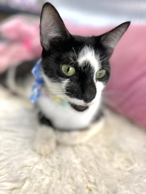 ALINE 2 - Domestic Short Hair available for adoption
