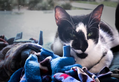 ALINE 2 - Domestic Short Hair available for adoption