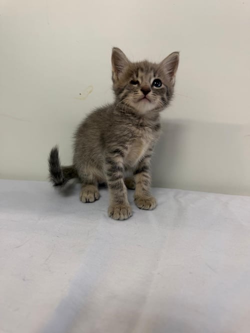 MARCELO - Domestic Short Hair available for adoption