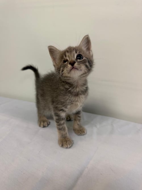 MARCELO - Domestic Short Hair available for adoption