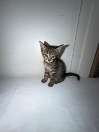 MARIANO - Photo 3